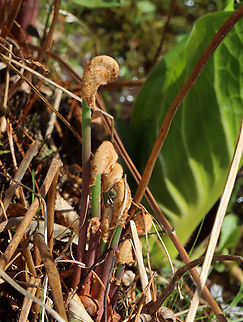 Cinnamon Fern - Osmundastrum cinnamomeum *Tentative ID

Habitat: Forested wetland Cinnamon Fern,Geotagged,Osmundastrum,Osmundastrum cinnamomeum,Spring,United States,fern