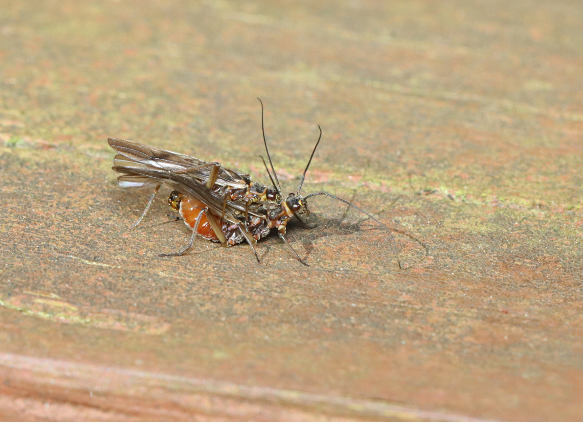Stoneflies (Mating) - Order Plecoptera, Family Nemouridae Stoneflies exhibit unusual courting behavior. Males and females locate one another through a series of acoustic signals known as drumming. Stoneflies drum by tapping, rubbing, or scraping their abdomens on a rock or log. The pair continues to drum, gradually moving closer until they finally meet, and mate. The drumming signals are only attractive to individuals of the same species, and so are species-specific.   Geotagged,Nemouridae,Plecoptera,Spring,United States,mating stoneflies,stonefly