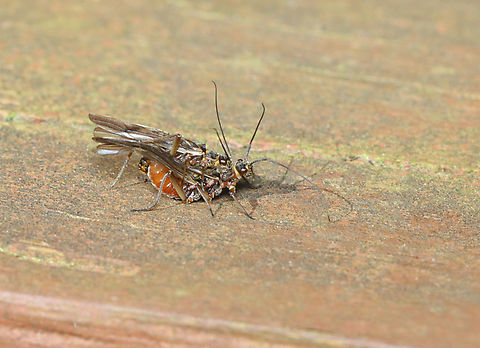 Stoneflies (Mating) - Order Plecoptera, Family Nemouridae Stoneflies exhibit unusual courting behavior. Males and females locate one another through a series of acoustic signals known as drumming. Stoneflies drum by tapping, rubbing, or scraping their abdomens on a rock or log. The pair continues to drum, gradually moving closer until they finally meet, and mate. The drumming signals are only attractive to individuals of the same species, and so are species-specific.   Geotagged,Nemouridae,Plecoptera,Spring,United States,mating stoneflies,stonefly