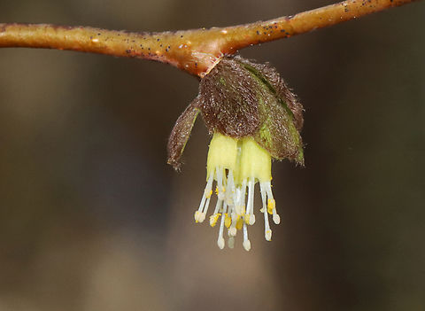 Eastern Leatherwood - Dirca palustris Habitat: Mesic forest
https://www.jungledragon.com/image/144355/eastern_leatherwood_-_dirca_palustris.html Dirca,Dirca palustris,Eastern leatherwood,Geotagged,Spring,United States,leatherwood