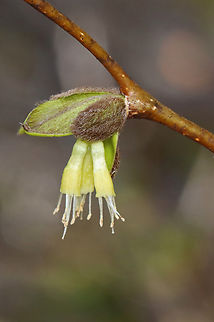 Eastern Leatherwood - Dirca palustris Habitat: Mesic forest
https://www.jungledragon.com/image/144354/eastern_leatherwood_-_dirca_palustris.html Dirca palustris,Eastern leatherwood,Geotagged,Spring,United States