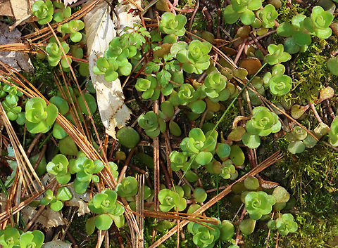 Woodland Stonecrop - Sedum ternatum Habitat: Mixed forest Geotagged,Sedum ternatum,Spring,United States,Woodland stonecrop,sedum,stonecrop
