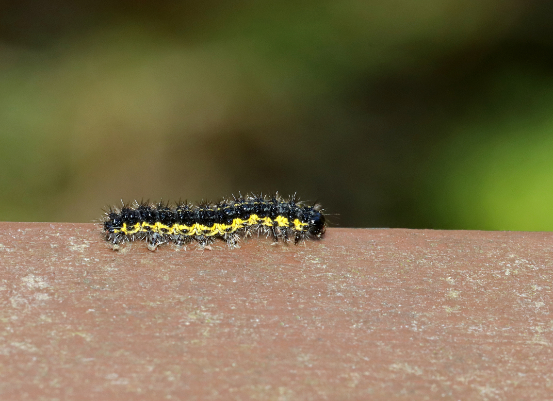 Caterpillar - Haploa sp. There are a few very similar species. I'm not sure which this is.<br />
<br />
Habitat: Found on a foot bridge; mixed forest Geotagged,Haploa,Spring,United States,caterpillar,larva