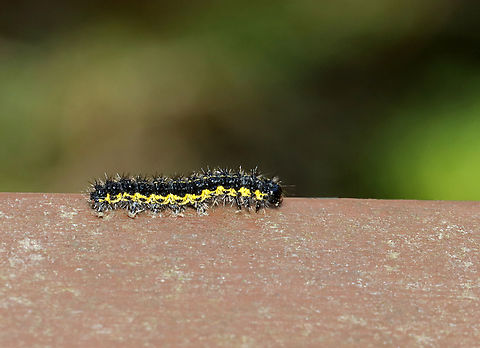 Caterpillar - Haploa sp. There are a few very similar species. I'm not sure which this is.

Habitat: Found on a foot bridge; mixed forest Geotagged,Haploa,Spring,United States,caterpillar,larva