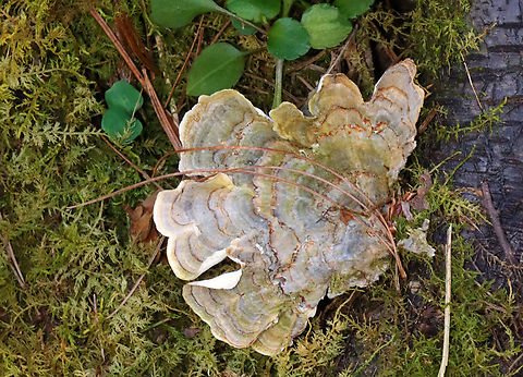 Turkey Tail - Trametes versicolor Habitat: Growing on wood; mixed forest Geotagged,Spring,Trametes versicolor,Turkey Tail,United States,trametes