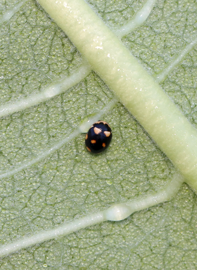 Ursine Spurleg Lady Beetle - Brachiacantha ursina I frequently see them in this exact location.<br />
<br />
Habitat: On milkweed bordering a meadow Brachiacantha ursina,Geotagged,Summer,United States,Ursine Spurleg Lady Beetle