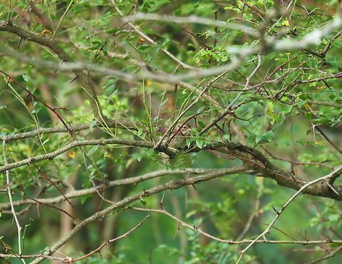 Song Sparrow - Melospiza melodia Habitat: Forest/meadow edge Geotagged,Melospiza,Melospiza melodia,Song Sparrow,Summer,United States,sparrow