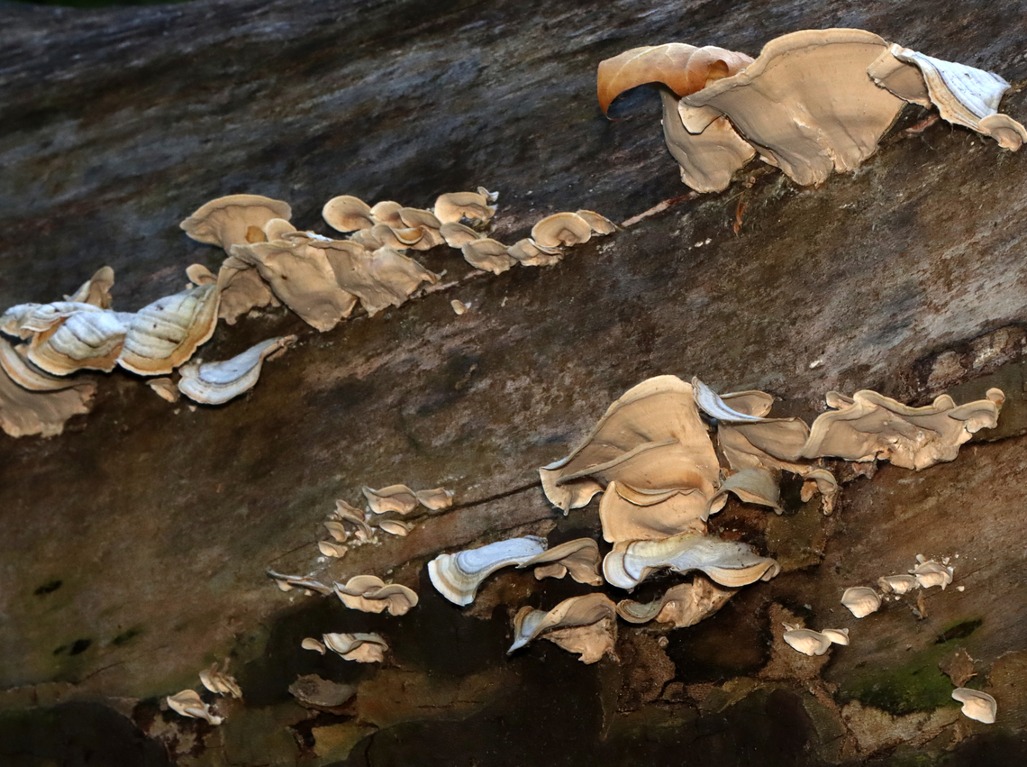 False Turkey-tail - Stereum ostrea Habitat: Growing on a fallen sycamore  False turkey-tail,Geotagged,Stereum ostrea,Summer,United States,fungus,stereum