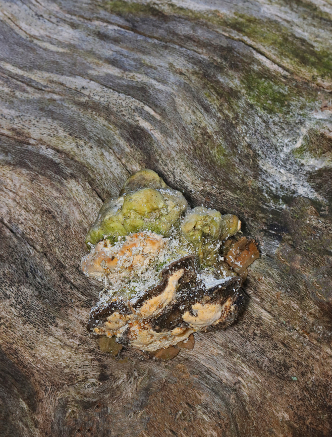 Polypore on Sycamore This fruiting body was moldy, had algae (green), and was infested with fungus beetles.<br />
<br />
Habitat: Fallen sycamore Geotagged,Summer,United States,fungus,polypore