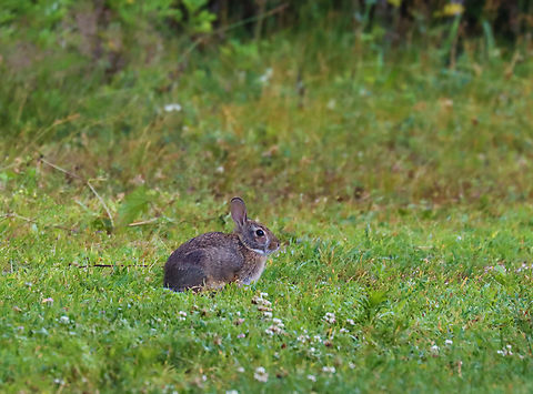 Eastern cottontail - Sylvilagus floridanus Habitat: Meadow/forest edge Eastern cottontail,Geotagged,Summer,Sylvilagus,Sylvilagus floridanus,United States,rabbit