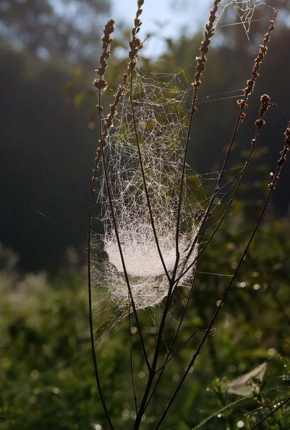 Spider Web There were several different kinds of spider webs in this meadow.<br />
<br />
Habitat: Meadow<br />
<figure class="photo"><a href="https://www.jungledragon.com/image/144379/spider_web.html" title="Spider Web"><img src="https://s3.amazonaws.com/media.jungledragon.com/images/3232/144379_thumb.jpg?AWSAccessKeyId=05GMT0V3GWVNE7GGM1R2&Expires=1767225610&Signature=K7uHiXGdj23CNlXr5r81YeUSyT4%3D" width="104" height="152" alt="Spider Web There were several different kinds of spider webs in this meadow.<br />
<br />
Habitat: Meadow<br />
https://www.jungledragon.com/image/144379/spider_web.html<br />
https://www.jungledragon.com/image/144381/spider_web.html<br />
https://www.jungledragon.com/image/144380/spider_web.html Geotagged,Summer,United States,spider web,web" /></a></figure><br />
<figure class="photo"><a href="https://www.jungledragon.com/image/144381/spider_web.html" title="Spider Web"><img src="https://s3.amazonaws.com/media.jungledragon.com/images/3232/144381_thumb.jpg?AWSAccessKeyId=05GMT0V3GWVNE7GGM1R2&Expires=1767225610&Signature=Nz%2FH4HTUnvFipBQsVjf9bko%2FINI%3D" width="200" height="142" alt="Spider Web There were several different kinds of spider webs in this meadow.<br />
<br />
Habitat: Meadow<br />
https://www.jungledragon.com/image/144379/spider_web.html<br />
https://www.jungledragon.com/image/144381/spider_web.html<br />
https://www.jungledragon.com/image/144380/spider_web.html Geotagged,Summer,United States,spider web,web" /></a></figure><br />
<figure class="photo"><a href="https://www.jungledragon.com/image/144380/spider_web.html" title="Spider Web"><img src="https://s3.amazonaws.com/media.jungledragon.com/images/3232/144380_thumb.jpg?AWSAccessKeyId=05GMT0V3GWVNE7GGM1R2&Expires=1767225610&Signature=kLZQeaZqIehkEqNiSoXMngHDMRU%3D" width="200" height="158" alt="Spider Web There were several different kinds of spider webs in this meadow.<br />
<br />
Habitat: Meadow<br />
https://www.jungledragon.com/image/144379/spider_web.html<br />
https://www.jungledragon.com/image/144381/spider_web.html<br />
https://www.jungledragon.com/image/144380/spider_web.html Geotagged,Summer,United States,spider web,web" /></a></figure> Geotagged,Summer,United States,spider web,web