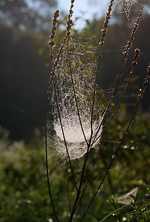 Spider Web There were several different kinds of spider webs in this meadow.

Habitat: Meadow
https://www.jungledragon.com/image/144379/spider_web.html
https://www.jungledragon.com/image/144381/spider_web.html
https://www.jungledragon.com/image/144380/spider_web.html Geotagged,Summer,United States,spider web,web