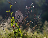 Spider Web There were several different kinds of spider webs in this meadow.<br />
<br />
Habitat: Meadow<br />
https://www.jungledragon.com/image/144379/spider_web.html<br />
https://www.jungledragon.com/image/144381/spider_web.html<br />
https://www.jungledragon.com/image/144380/spider_web.html Geotagged,Summer,United States,spider web,web