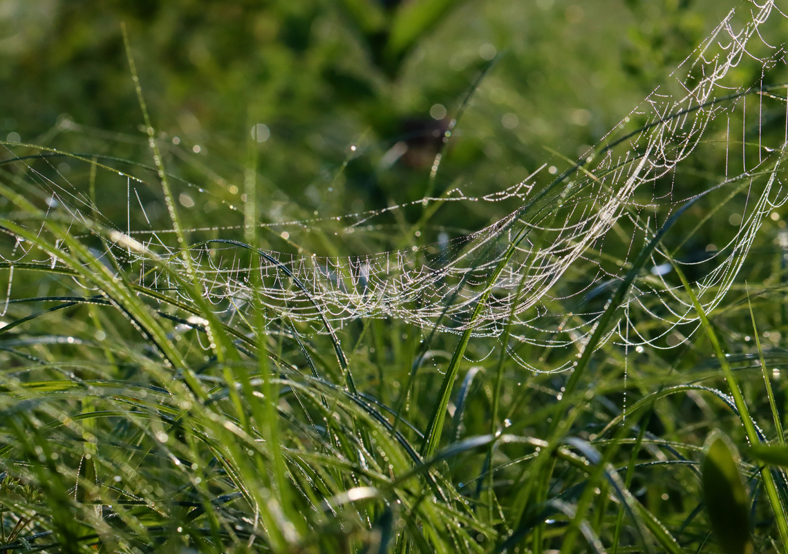 Spider Web There were several different kinds of spider webs in this meadow.<br />
<br />
Habitat: Meadow<br />
<figure class="photo"><a href="https://www.jungledragon.com/image/144379/spider_web.html" title="Spider Web"><img src="https://s3.amazonaws.com/media.jungledragon.com/images/3232/144379_thumb.jpg?AWSAccessKeyId=05GMT0V3GWVNE7GGM1R2&Expires=1767225610&Signature=K7uHiXGdj23CNlXr5r81YeUSyT4%3D" width="104" height="152" alt="Spider Web There were several different kinds of spider webs in this meadow.<br />
<br />
Habitat: Meadow<br />
https://www.jungledragon.com/image/144379/spider_web.html<br />
https://www.jungledragon.com/image/144381/spider_web.html<br />
https://www.jungledragon.com/image/144380/spider_web.html Geotagged,Summer,United States,spider web,web" /></a></figure><br />
<figure class="photo"><a href="https://www.jungledragon.com/image/144381/spider_web.html" title="Spider Web"><img src="https://s3.amazonaws.com/media.jungledragon.com/images/3232/144381_thumb.jpg?AWSAccessKeyId=05GMT0V3GWVNE7GGM1R2&Expires=1767225610&Signature=Nz%2FH4HTUnvFipBQsVjf9bko%2FINI%3D" width="200" height="142" alt="Spider Web There were several different kinds of spider webs in this meadow.<br />
<br />
Habitat: Meadow<br />
https://www.jungledragon.com/image/144379/spider_web.html<br />
https://www.jungledragon.com/image/144381/spider_web.html<br />
https://www.jungledragon.com/image/144380/spider_web.html Geotagged,Summer,United States,spider web,web" /></a></figure><br />
<figure class="photo"><a href="https://www.jungledragon.com/image/144380/spider_web.html" title="Spider Web"><img src="https://s3.amazonaws.com/media.jungledragon.com/images/3232/144380_thumb.jpg?AWSAccessKeyId=05GMT0V3GWVNE7GGM1R2&Expires=1767225610&Signature=kLZQeaZqIehkEqNiSoXMngHDMRU%3D" width="200" height="158" alt="Spider Web There were several different kinds of spider webs in this meadow.<br />
<br />
Habitat: Meadow<br />
https://www.jungledragon.com/image/144379/spider_web.html<br />
https://www.jungledragon.com/image/144381/spider_web.html<br />
https://www.jungledragon.com/image/144380/spider_web.html Geotagged,Summer,United States,spider web,web" /></a></figure> Geotagged,Summer,United States,spider web,web