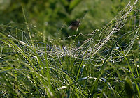 Spider Web There were several different kinds of spider webs in this meadow.<br />
<br />
Habitat: Meadow<br />
https://www.jungledragon.com/image/144379/spider_web.html<br />
https://www.jungledragon.com/image/144381/spider_web.html<br />
https://www.jungledragon.com/image/144380/spider_web.html Geotagged,Summer,United States,spider web,web