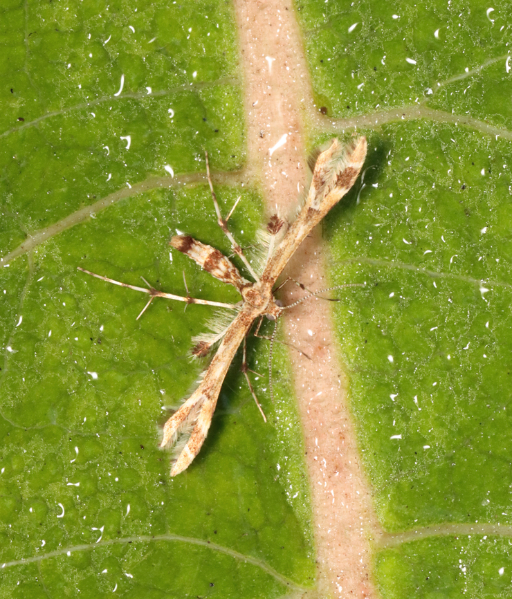 Plume Moth - Sphenarches ontario Habitat: Meadow Geotagged,Sphenarches,Sphenarches ontario,Summer,United States,moth,plume moth