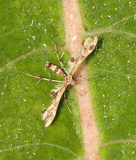 Plume Moth - Sphenarches ontario Habitat: Meadow Geotagged,Sphenarches,Sphenarches ontario,Summer,United States,moth,plume moth