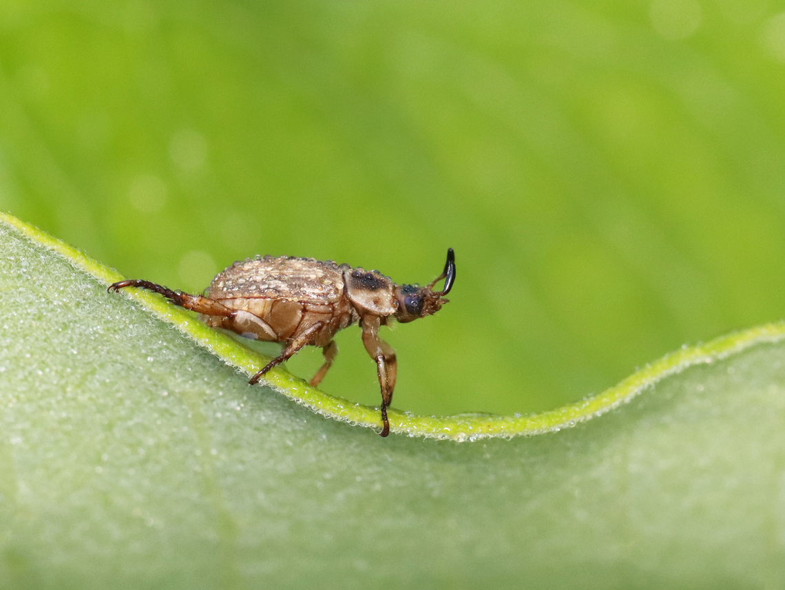 Oriental beetle - Anomala orientalis Habitat: Meadow Exomala orientalis,Geotagged,Oriental beetle,Summer,United States,beetle,exomala