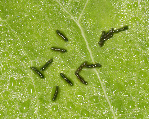 Frass Yes, it's poop. Probably from a beetle. These things fascinate me.

Habitat: On vegetation in a meadow Geotagged,Summer,United States,frass,insect frass,poop,signs of wildlife