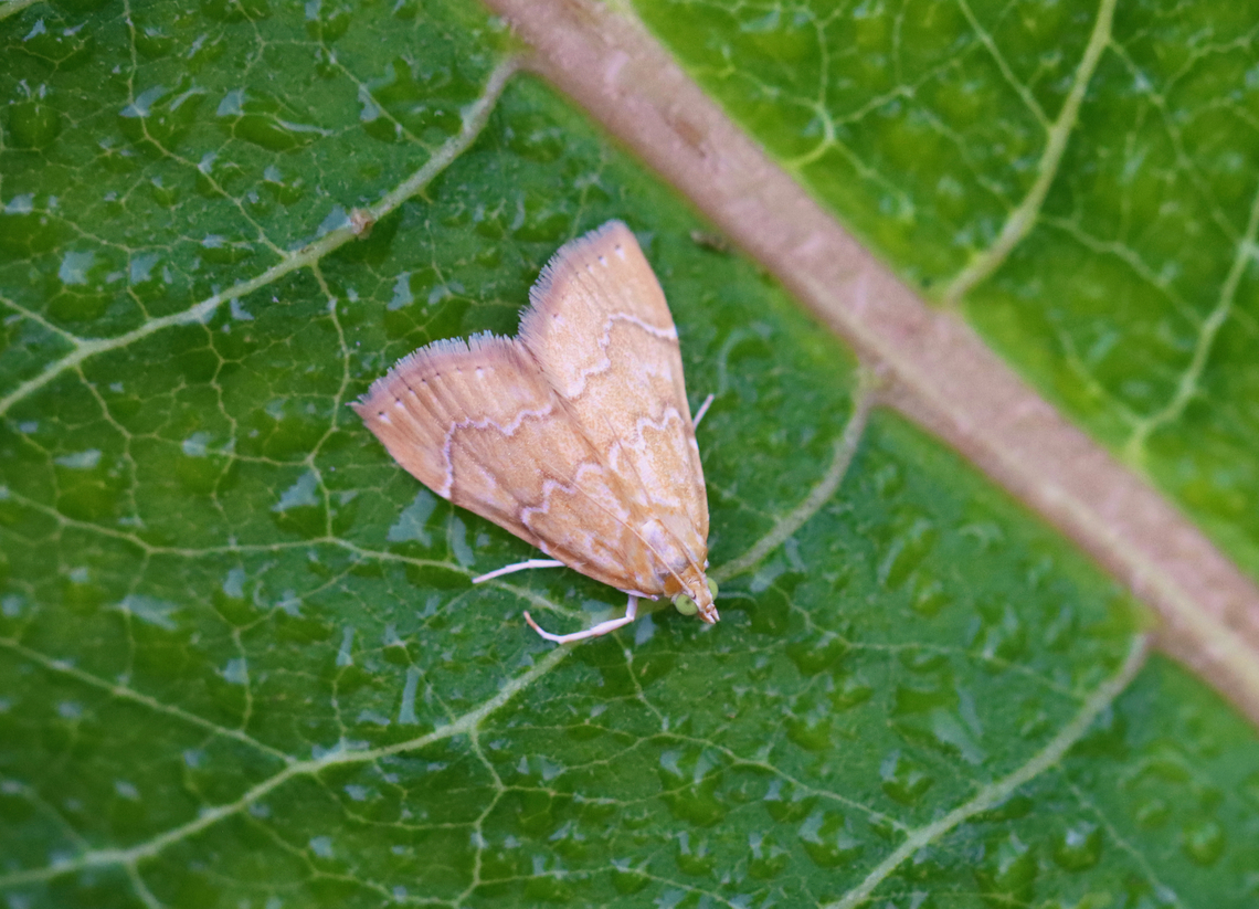 White-roped glaphyria moth - Glaphyria sesquistrialis Habitat: Meadow Crambidae,Geotagged,Glaphyria sesquistrialis,Summer,United States,White-roped glaphyria moth,glaphyria,moth