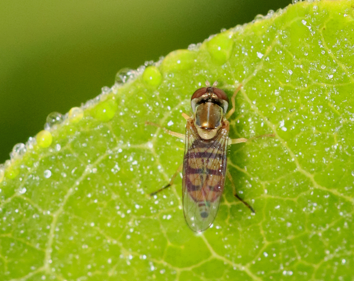 Margined Calligrapher - Toxomerus marginatus Sleepy syrphid :)<br />
<br />
Habitat:  Meadow Geotagged,Margined Calligrapher,Summer,Syrphidae,Toxomerus,Toxomerus marginatus,United States,diptera,fly,hoverfly