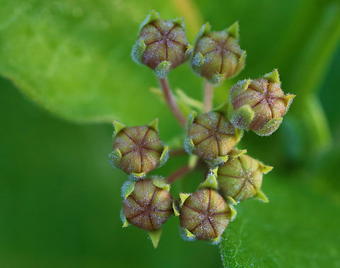 Milkweed Flower Buds - Asclepias syriaca Habitat: Meadow Asclepias,Asclepias syriaca,Common Milkweed,Geotagged,Summer,United States,milkweed