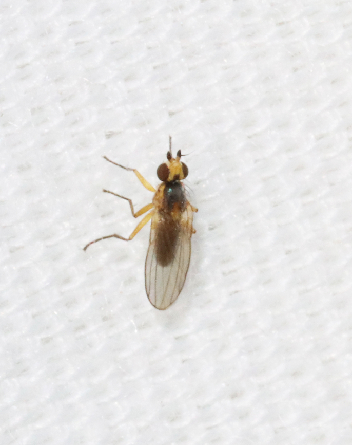 Grass Sheathminer Fly - Cerodontha dorsalis Habitat: Attracted to a 395 nm LED light Agromyzidae,Cerodontha,Cerodontha dorsalis,Geotagged,Grass Sheathminer Fly,Leafminer,Spring,United States,diptera,fly