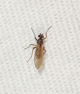 Spear-winged Fly - Lonchoptera bifurcata Habitat: Attracted to a 395 nm LED light Geotagged,Lonchoptera,Lonchoptera bifurcata,Spring,United States,diptera,fly,spear-winged fly