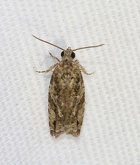 Maple Twig Borer Moth - Proteoteras aesculana Habitat: Attracted to a 365 + 395 nm LED light in a semi-rural area
2022(d) Geotagged,Maple Twig Borer,Proteoteras,Proteoteras aesculana,Spring,Tortricidae,United States,moth