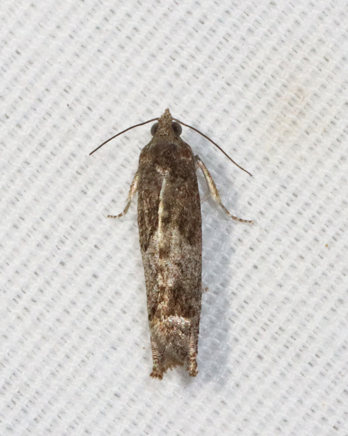 Shagbark Hickory Leafroller Moth - Pseudexentera cressoniana *Tentative ID<br />
<br />
Habitat: Attracted to a 365 + 395 nm LED light in a semi-rural area<br />
<br />
2022(86) Geotagged,Pseudexentera,Pseudexentera cressoniana,Spring,United States,leafroller,moth,tortricidae