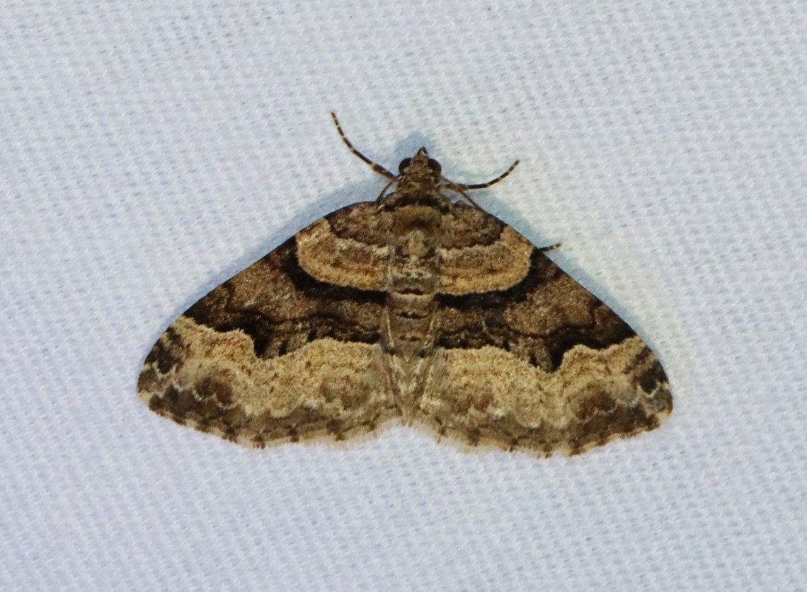 Toothed Brown Carpet - Xanthorhoe lacustrata Habitat: Attracted to a 365 + 395 nm LED light in a semi-rural area<br />
<br />
2022 (d) Geotagged,Spring,Toothed Brown Carpet,United States,Xanthorhoe,Xanthorhoe lacustrata,geometridae,moth