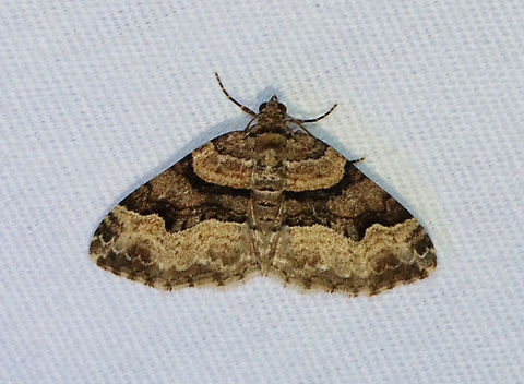 Toothed Brown Carpet - Xanthorhoe lacustrata Habitat: Attracted to a 365 + 395 nm LED light in a semi-rural area

2022 (d) Geotagged,Spring,Toothed Brown Carpet,United States,Xanthorhoe,Xanthorhoe lacustrata,geometridae,moth