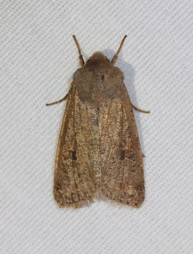 Speckled Green Fruitworm Moth - Orthosia hibisci Habitat: Attracted to a 365 + 395 nm LED light in a semi-rural area<br />
<br />
2022(d) Geotagged,Noctuidae,Orthosia,Orthosia hibisci,Speckled Green Fruitworm Moth,Spring,United States,moth