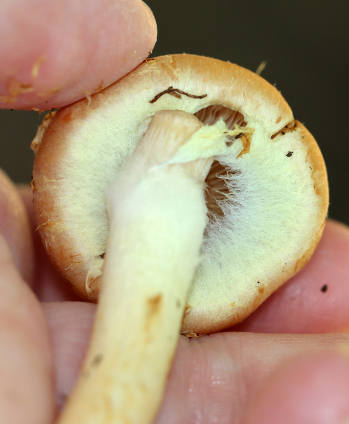 Brick Cap - Hypholoma lateritium Habitat: Mixed forest<br />
<figure class="photo"><a href="https://www.jungledragon.com/image/144545/brick_cap_-_hypholoma_lateritium.html" title="Brick Cap - Hypholoma lateritium"><img src="https://s3.amazonaws.com/media.jungledragon.com/images/3232/144545_thumb.jpg?AWSAccessKeyId=05GMT0V3GWVNE7GGM1R2&Expires=1767225610&Signature=gGIiLb7N%2BAqv6dT86Jjir6t5vJE%3D" width="126" height="152" alt="Brick Cap - Hypholoma lateritium Habitat: Mixed forest<br />
https://www.jungledragon.com/image/144545/brick_cap_-_hypholoma_lateritium.html<br />
https://www.jungledragon.com/image/144547/brick_cap_-_hypholoma_lateritium.html<br />
https://www.jungledragon.com/image/144546/brick_cap_-_hypholoma_lateritium.html Brick cap,Fall,Geotagged,Hypholoma lateritium,United States" /></a></figure><br />
<figure class="photo"><a href="https://www.jungledragon.com/image/144547/brick_cap_-_hypholoma_lateritium.html" title="Brick Cap - Hypholoma lateritium"><img src="https://s3.amazonaws.com/media.jungledragon.com/images/3232/144547_thumb.jpg?AWSAccessKeyId=05GMT0V3GWVNE7GGM1R2&Expires=1767225610&Signature=3iGVBsos0l2NqKlZ2D7TDh5wWo0%3D" width="200" height="164" alt="Brick Cap - Hypholoma lateritium Habitat: Mixed forest<br />
https://www.jungledragon.com/image/144545/brick_cap_-_hypholoma_lateritium.html<br />
https://www.jungledragon.com/image/144547/brick_cap_-_hypholoma_lateritium.html<br />
https://www.jungledragon.com/image/144546/brick_cap_-_hypholoma_lateritium.html Brick cap,Fall,Geotagged,Hypholoma,Hypholoma lateritium,United States,fungus,mushroom" /></a></figure><br />
<figure class="photo"><a href="https://www.jungledragon.com/image/144546/brick_cap_-_hypholoma_lateritium.html" title="Brick Cap - Hypholoma lateritium"><img src="https://s3.amazonaws.com/media.jungledragon.com/images/3232/144546_thumb.jpg?AWSAccessKeyId=05GMT0V3GWVNE7GGM1R2&Expires=1767225610&Signature=7pJcNVzwzxiTROaW%2BXLxiPkW%2F8Q%3D" width="138" height="152" alt="Brick Cap - Hypholoma lateritium Habitat: Mixed forest<br />
https://www.jungledragon.com/image/144545/brick_cap_-_hypholoma_lateritium.html<br />
https://www.jungledragon.com/image/144547/brick_cap_-_hypholoma_lateritium.html<br />
https://www.jungledragon.com/image/144546/brick_cap_-_hypholoma_lateritium.html Brick cap,Fall,Geotagged,Hypholoma lateritium,United States" /></a></figure> Brick cap,Fall,Geotagged,Hypholoma lateritium,United States