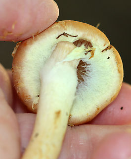 Brick Cap - Hypholoma lateritium Habitat: Mixed forest
https://www.jungledragon.com/image/144545/brick_cap_-_hypholoma_lateritium.html
https://www.jungledragon.com/image/144547/brick_cap_-_hypholoma_lateritium.html
https://www.jungledragon.com/image/144546/brick_cap_-_hypholoma_lateritium.html Brick cap,Fall,Geotagged,Hypholoma lateritium,United States