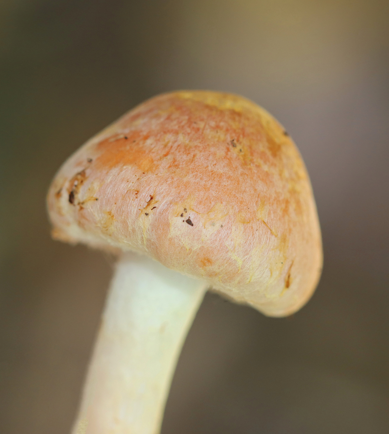 Brick Cap - Hypholoma lateritium Habitat: Mixed forest<br />
<figure class="photo"><a href="https://www.jungledragon.com/image/144545/brick_cap_-_hypholoma_lateritium.html" title="Brick Cap - Hypholoma lateritium"><img src="https://s3.amazonaws.com/media.jungledragon.com/images/3232/144545_thumb.jpg?AWSAccessKeyId=05GMT0V3GWVNE7GGM1R2&Expires=1767225610&Signature=gGIiLb7N%2BAqv6dT86Jjir6t5vJE%3D" width="126" height="152" alt="Brick Cap - Hypholoma lateritium Habitat: Mixed forest<br />
https://www.jungledragon.com/image/144545/brick_cap_-_hypholoma_lateritium.html<br />
https://www.jungledragon.com/image/144547/brick_cap_-_hypholoma_lateritium.html<br />
https://www.jungledragon.com/image/144546/brick_cap_-_hypholoma_lateritium.html Brick cap,Fall,Geotagged,Hypholoma lateritium,United States" /></a></figure><br />
<figure class="photo"><a href="https://www.jungledragon.com/image/144547/brick_cap_-_hypholoma_lateritium.html" title="Brick Cap - Hypholoma lateritium"><img src="https://s3.amazonaws.com/media.jungledragon.com/images/3232/144547_thumb.jpg?AWSAccessKeyId=05GMT0V3GWVNE7GGM1R2&Expires=1767225610&Signature=3iGVBsos0l2NqKlZ2D7TDh5wWo0%3D" width="200" height="164" alt="Brick Cap - Hypholoma lateritium Habitat: Mixed forest<br />
https://www.jungledragon.com/image/144545/brick_cap_-_hypholoma_lateritium.html<br />
https://www.jungledragon.com/image/144547/brick_cap_-_hypholoma_lateritium.html<br />
https://www.jungledragon.com/image/144546/brick_cap_-_hypholoma_lateritium.html Brick cap,Fall,Geotagged,Hypholoma,Hypholoma lateritium,United States,fungus,mushroom" /></a></figure><br />
<figure class="photo"><a href="https://www.jungledragon.com/image/144546/brick_cap_-_hypholoma_lateritium.html" title="Brick Cap - Hypholoma lateritium"><img src="https://s3.amazonaws.com/media.jungledragon.com/images/3232/144546_thumb.jpg?AWSAccessKeyId=05GMT0V3GWVNE7GGM1R2&Expires=1767225610&Signature=7pJcNVzwzxiTROaW%2BXLxiPkW%2F8Q%3D" width="138" height="152" alt="Brick Cap - Hypholoma lateritium Habitat: Mixed forest<br />
https://www.jungledragon.com/image/144545/brick_cap_-_hypholoma_lateritium.html<br />
https://www.jungledragon.com/image/144547/brick_cap_-_hypholoma_lateritium.html<br />
https://www.jungledragon.com/image/144546/brick_cap_-_hypholoma_lateritium.html Brick cap,Fall,Geotagged,Hypholoma lateritium,United States" /></a></figure> Brick cap,Fall,Geotagged,Hypholoma lateritium,United States