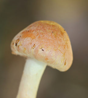 Brick Cap - Hypholoma lateritium Habitat: Mixed forest
https://www.jungledragon.com/image/144545/brick_cap_-_hypholoma_lateritium.html
https://www.jungledragon.com/image/144547/brick_cap_-_hypholoma_lateritium.html
https://www.jungledragon.com/image/144546/brick_cap_-_hypholoma_lateritium.html Brick cap,Fall,Geotagged,Hypholoma lateritium,United States