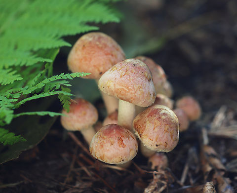 Brick Cap - Hypholoma lateritium Habitat: Mixed forest
https://www.jungledragon.com/image/144545/brick_cap_-_hypholoma_lateritium.html
https://www.jungledragon.com/image/144547/brick_cap_-_hypholoma_lateritium.html
https://www.jungledragon.com/image/144546/brick_cap_-_hypholoma_lateritium.html Brick cap,Fall,Geotagged,Hypholoma,Hypholoma lateritium,United States,fungus,mushroom