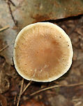 Mushroom - Agaricales This mushroom had awesome gills. Apparently, they are called "anastomosing/intervenose" gills. There are a few genera that exhibit this feature and I'm seeking help with the ID.<br />
<br />
Habitat: Mesic, deciduous forest with a stream and pond nearby. Substrate was soil. Nearest tree was oak.<br />
https://www.jungledragon.com/image/144558/mushroom_-_agaricales.html<br />
https://www.jungledragon.com/image/144560/mushroom_-_agaricales.html<br />
https://www.jungledragon.com/image/144559/mushroom_-_agaricales.html Fall,Geotagged,United States