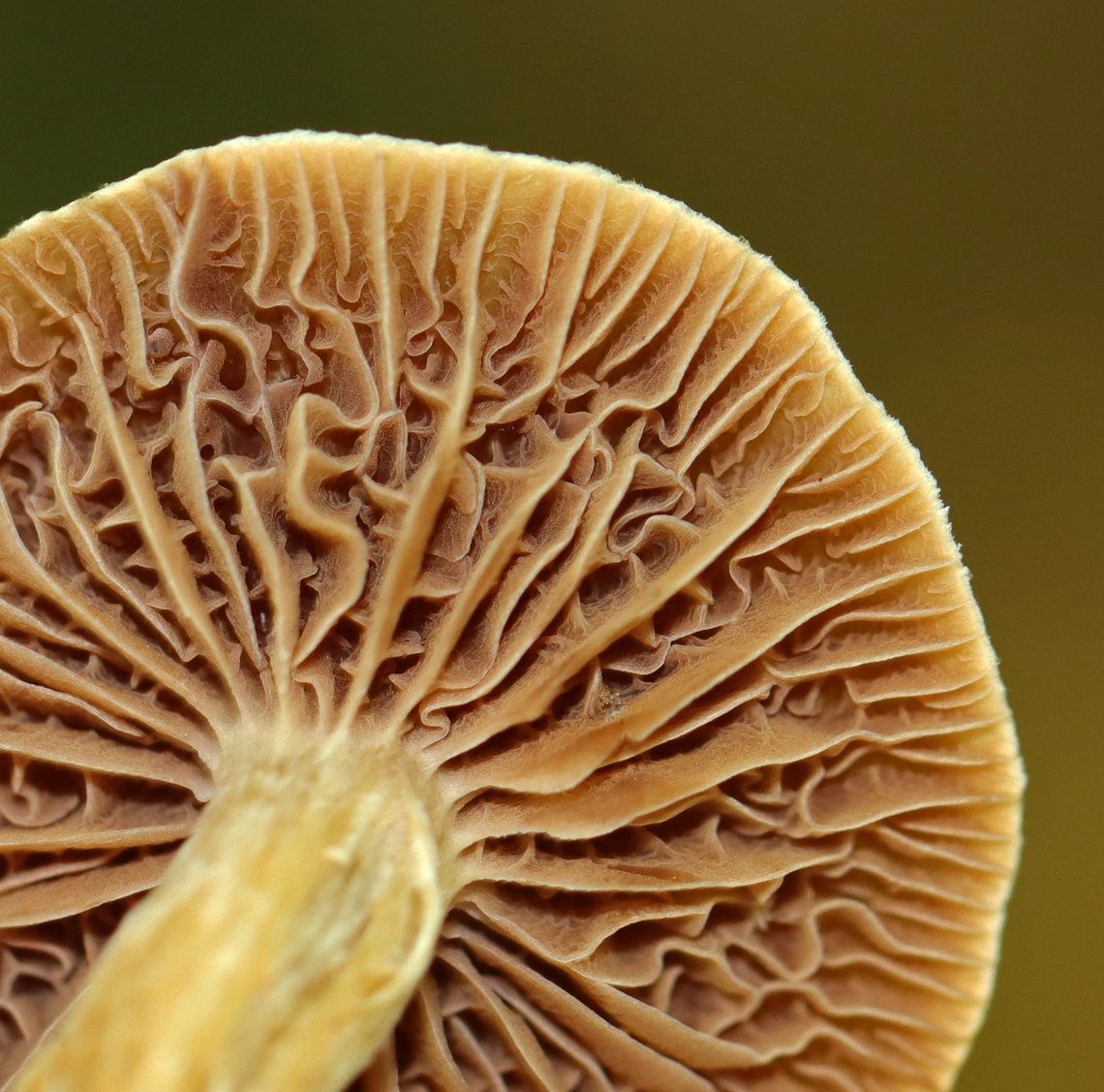 Mushroom - Agaricales This mushroom had awesome gills. Apparently, they are called intervenose gills. There are a few genera that exhibit this feature and I'm seeking help with the ID.<br />
<br />
Habitat: Mesic, deciduous forest with a stream and pond nearby. Substrate was soil. Nearest tree was oak. <br />
<figure class="photo"><a href="https://www.jungledragon.com/image/144558/mushroom_-_agaricales.html" title="Mushroom - Agaricales"><img src="https://s3.amazonaws.com/media.jungledragon.com/images/3232/144558_thumb.jpg?AWSAccessKeyId=05GMT0V3GWVNE7GGM1R2&Expires=1763596810&Signature=JVduqp2hFJ4IMfF27zYUNCDDYZM%3D" width="120" height="152" alt="Mushroom - Agaricales This mushroom had awesome gills. Apparently, they are called "anastomosing/intervenose" gills. There are a few genera that exhibit this feature and I'm seeking help with the ID.<br />
<br />
Habitat: Mesic, deciduous forest with a stream and pond nearby. Substrate was soil. Nearest tree was oak.<br />
https://www.jungledragon.com/image/144558/mushroom_-_agaricales.html<br />
https://www.jungledragon.com/image/144560/mushroom_-_agaricales.html<br />
https://www.jungledragon.com/image/144559/mushroom_-_agaricales.html Fall,Geotagged,United States" /></a></figure><br />
<figure class="photo"><a href="https://www.jungledragon.com/image/144560/mushroom_-_agaricales.html" title="Mushroom - Agaricales"><img src="https://s3.amazonaws.com/media.jungledragon.com/images/3232/144560_thumb.jpg?AWSAccessKeyId=05GMT0V3GWVNE7GGM1R2&Expires=1763596810&Signature=rF5JcamycCKweu1OhnjJmmq%2BH8w%3D" width="122" height="152" alt="Mushroom - Agaricales This mushroom had awesome gills. Apparently, they are called "anastomosing/intervenose" gills. There are a few genera that exhibit this feature and I'm seeking help with the ID.<br />
<br />
Habitat: Mesic, deciduous forest with a stream and pond nearby. Substrate was soil. Nearest tree was oak.<br />
https://www.jungledragon.com/image/144558/mushroom_-_agaricales.html<br />
https://www.jungledragon.com/image/144560/mushroom_-_agaricales.html<br />
https://www.jungledragon.com/image/144559/mushroom_-_agaricales.html Fall,Geotagged,United States" /></a></figure><br />
<figure class="photo"><a href="https://www.jungledragon.com/image/144559/mushroom_-_agaricales.html" title="Mushroom - Agaricales"><img src="https://s3.amazonaws.com/media.jungledragon.com/images/3232/144559_thumb.jpg?AWSAccessKeyId=05GMT0V3GWVNE7GGM1R2&Expires=1763596810&Signature=WzzwH9pH3mHbkiOKva3yXiE4SWY%3D" width="200" height="198" alt="Mushroom - Agaricales This mushroom had awesome gills. Apparently, they are called intervenose gills. There are a few genera that exhibit this feature and I'm seeking help with the ID.<br />
<br />
Habitat: Mesic, deciduous forest with a stream and pond nearby. Substrate was soil. Nearest tree was oak. <br />
https://www.jungledragon.com/image/144558/mushroom_-_agaricales.html<br />
https://www.jungledragon.com/image/144560/mushroom_-_agaricales.html<br />
https://www.jungledragon.com/image/144559/mushroom_-_agaricales.html Fall,Geotagged,United States,fungi,fungus,intervenose gills,mushroom" /></a></figure> Fall,Geotagged,United States,fungi,fungus,intervenose gills,mushroom
