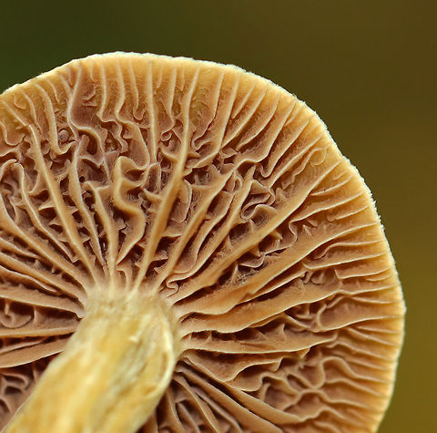 Mushroom - Agaricales This mushroom had awesome gills. Apparently, they are called intervenose gills. There are a few genera that exhibit this feature and I'm seeking help with the ID.

Habitat: Mesic, deciduous forest with a stream and pond nearby. Substrate was soil. Nearest tree was oak. 
https://www.jungledragon.com/image/144558/mushroom_-_agaricales.html
https://www.jungledragon.com/image/144560/mushroom_-_agaricales.html
https://www.jungledragon.com/image/144559/mushroom_-_agaricales.html Fall,Geotagged,United States,fungi,fungus,intervenose gills,mushroom