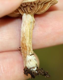 Mushroom - Agaricales This mushroom had awesome gills. Apparently, they are called "anastomosing/intervenose" gills. There are a few genera that exhibit this feature and I'm seeking help with the ID.

Habitat: Mesic, deciduous forest with a stream and pond nearby. Substrate was soil. Nearest tree was oak.
https://www.jungledragon.com/image/144558/mushroom_-_agaricales.html
https://www.jungledragon.com/image/144560/mushroom_-_agaricales.html
https://www.jungledragon.com/image/144559/mushroom_-_agaricales.html Fall,Geotagged,United States