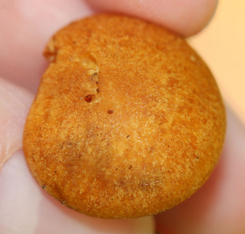 Gymnopilus penetrans *Gymnopilus penetrans is either very similar (but, separate) to G. sapineus or possibly conspecific. I created a species record for G. penetrans, but am still being booted back to G. sapineus.

Substrate: Growing on well-rotten wood – most likely hardwood because I didn’t see any conifers in the area.
Habitat: Mesic, deciduous forest with a stream and pond nearby
https://www.jungledragon.com/image/144623/gymnopilus_penetrans.html Fall,Geotagged,Gymnopilus penetrans,Gymnopilus sapineus,Scaly Rustgill,United States