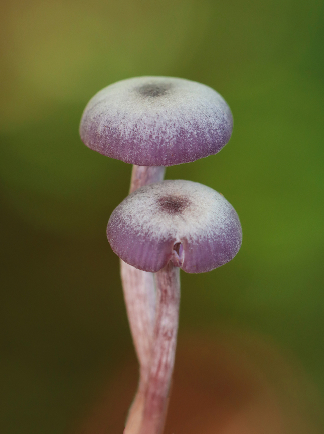 Amethyst Deceiver - Laccaria amethystina Habitat: Growing on the ground in a deciduous forest<br />
<figure class="photo"><a href="https://www.jungledragon.com/image/144626/amethyst_deceiver_-_laccaria_amethystina.html" title="Amethyst Deceiver - Laccaria amethystina"><img src="https://s3.amazonaws.com/media.jungledragon.com/images/3232/144626_thumb.jpg?AWSAccessKeyId=05GMT0V3GWVNE7GGM1R2&Expires=1759968010&Signature=ZX8SSA6eA994t0vsBkCUOhmdL9k%3D" width="114" height="152" alt="Amethyst Deceiver - Laccaria amethystina Habitat: Growing on the ground in a deciduous forest<br />
https://www.jungledragon.com/image/144626/amethyst_deceiver_-_laccaria_amethystina.html<br />
https://www.jungledragon.com/image/144628/amethyst_deceiver_-_laccaria_amethystina.html<br />
https://www.jungledragon.com/image/144627/amethyst_deceiver_-_laccaria_amethystina.html Amethyst Deceiver,Fall,Geotagged,Laccaria amethystina,United States,fungus,laccaria,mushroom" /></a></figure><br />
<figure class="photo"><a href="https://www.jungledragon.com/image/144628/amethyst_deceiver_-_laccaria_amethystina.html" title="Amethyst Deceiver - Laccaria amethystina"><img src="https://s3.amazonaws.com/media.jungledragon.com/images/3232/144628_thumb.jpg?AWSAccessKeyId=05GMT0V3GWVNE7GGM1R2&Expires=1759968010&Signature=hHnf%2Bg5p9MTlZoUtEQVo%2BmvLs%2Fk%3D" width="114" height="152" alt="Amethyst Deceiver - Laccaria amethystina Habitat: Growing on the ground in a deciduous forest<br />
https://www.jungledragon.com/image/144626/amethyst_deceiver_-_laccaria_amethystina.html<br />
https://www.jungledragon.com/image/144628/amethyst_deceiver_-_laccaria_amethystina.html<br />
https://www.jungledragon.com/image/144627/amethyst_deceiver_-_laccaria_amethystina.html Amethyst Deceiver,Fall,Geotagged,Laccaria amethystina,United States" /></a></figure><br />
<figure class="photo"><a href="https://www.jungledragon.com/image/144627/amethyst_deceiver_-_laccaria_amethystina.html" title="Amethyst Deceiver - Laccaria amethystina"><img src="https://s3.amazonaws.com/media.jungledragon.com/images/3232/144627_thumb.jpg?AWSAccessKeyId=05GMT0V3GWVNE7GGM1R2&Expires=1759968010&Signature=X%2BXbzT9XbF8ue2tn6i8zo8tr0jo%3D" width="118" height="152" alt="Amethyst Deceiver - Laccaria amethystina Habitat: Growing on the ground in a deciduous forest<br />
https://www.jungledragon.com/image/144626/amethyst_deceiver_-_laccaria_amethystina.html<br />
https://www.jungledragon.com/image/144628/amethyst_deceiver_-_laccaria_amethystina.html<br />
https://www.jungledragon.com/image/144627/amethyst_deceiver_-_laccaria_amethystina.html Amethyst Deceiver,Fall,Geotagged,Laccaria amethystina,United States" /></a></figure> Amethyst Deceiver,Fall,Geotagged,Laccaria amethystina,United States,fungus,laccaria,mushroom