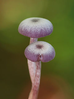 Amethyst Deceiver - Laccaria amethystina Habitat: Growing on the ground in a deciduous forest
https://www.jungledragon.com/image/144626/amethyst_deceiver_-_laccaria_amethystina.html
https://www.jungledragon.com/image/144628/amethyst_deceiver_-_laccaria_amethystina.html
https://www.jungledragon.com/image/144627/amethyst_deceiver_-_laccaria_amethystina.html Amethyst Deceiver,Fall,Geotagged,Laccaria amethystina,United States,fungus,laccaria,mushroom