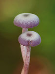 Amethyst Deceiver - Laccaria amethystina Habitat: Growing on the ground in a deciduous forest<br />
https://www.jungledragon.com/image/144626/amethyst_deceiver_-_laccaria_amethystina.html<br />
https://www.jungledragon.com/image/144628/amethyst_deceiver_-_laccaria_amethystina.html<br />
https://www.jungledragon.com/image/144627/amethyst_deceiver_-_laccaria_amethystina.html Amethyst Deceiver,Fall,Geotagged,Laccaria amethystina,United States,fungus,laccaria,mushroom