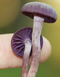 Amethyst Deceiver - Laccaria amethystina Habitat: Growing on the ground in a deciduous forest
https://www.jungledragon.com/image/144626/amethyst_deceiver_-_laccaria_amethystina.html
https://www.jungledragon.com/image/144628/amethyst_deceiver_-_laccaria_amethystina.html
https://www.jungledragon.com/image/144627/amethyst_deceiver_-_laccaria_amethystina.html Amethyst Deceiver,Fall,Geotagged,Laccaria amethystina,United States