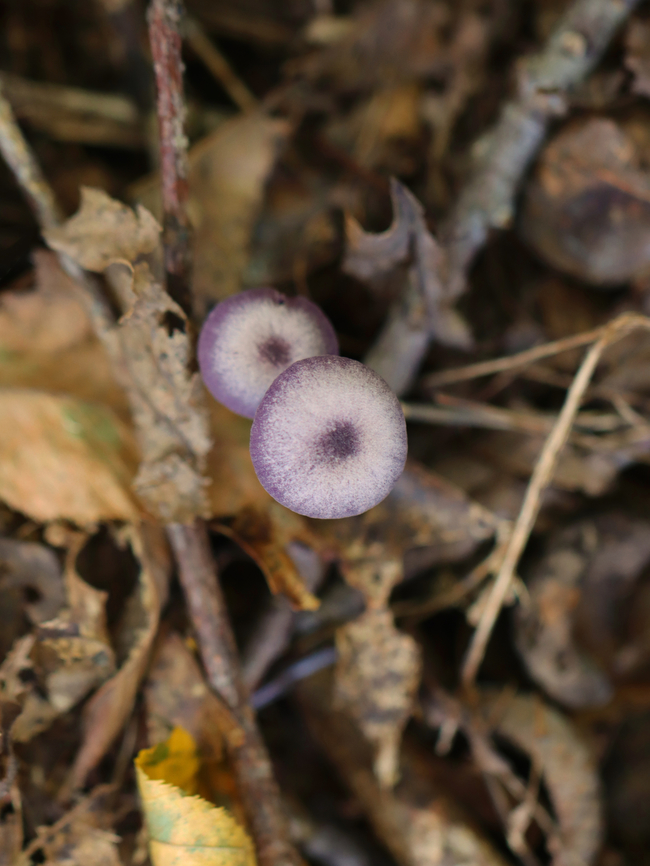 Amethyst Deceiver - Laccaria amethystina Habitat: Growing on the ground in a deciduous forest<br />
<figure class="photo"><a href="https://www.jungledragon.com/image/144626/amethyst_deceiver_-_laccaria_amethystina.html" title="Amethyst Deceiver - Laccaria amethystina"><img src="https://s3.amazonaws.com/media.jungledragon.com/images/3232/144626_thumb.jpg?AWSAccessKeyId=05GMT0V3GWVNE7GGM1R2&Expires=1759968010&Signature=ZX8SSA6eA994t0vsBkCUOhmdL9k%3D" width="114" height="152" alt="Amethyst Deceiver - Laccaria amethystina Habitat: Growing on the ground in a deciduous forest<br />
https://www.jungledragon.com/image/144626/amethyst_deceiver_-_laccaria_amethystina.html<br />
https://www.jungledragon.com/image/144628/amethyst_deceiver_-_laccaria_amethystina.html<br />
https://www.jungledragon.com/image/144627/amethyst_deceiver_-_laccaria_amethystina.html Amethyst Deceiver,Fall,Geotagged,Laccaria amethystina,United States,fungus,laccaria,mushroom" /></a></figure><br />
<figure class="photo"><a href="https://www.jungledragon.com/image/144628/amethyst_deceiver_-_laccaria_amethystina.html" title="Amethyst Deceiver - Laccaria amethystina"><img src="https://s3.amazonaws.com/media.jungledragon.com/images/3232/144628_thumb.jpg?AWSAccessKeyId=05GMT0V3GWVNE7GGM1R2&Expires=1759968010&Signature=hHnf%2Bg5p9MTlZoUtEQVo%2BmvLs%2Fk%3D" width="114" height="152" alt="Amethyst Deceiver - Laccaria amethystina Habitat: Growing on the ground in a deciduous forest<br />
https://www.jungledragon.com/image/144626/amethyst_deceiver_-_laccaria_amethystina.html<br />
https://www.jungledragon.com/image/144628/amethyst_deceiver_-_laccaria_amethystina.html<br />
https://www.jungledragon.com/image/144627/amethyst_deceiver_-_laccaria_amethystina.html Amethyst Deceiver,Fall,Geotagged,Laccaria amethystina,United States" /></a></figure><br />
<figure class="photo"><a href="https://www.jungledragon.com/image/144627/amethyst_deceiver_-_laccaria_amethystina.html" title="Amethyst Deceiver - Laccaria amethystina"><img src="https://s3.amazonaws.com/media.jungledragon.com/images/3232/144627_thumb.jpg?AWSAccessKeyId=05GMT0V3GWVNE7GGM1R2&Expires=1759968010&Signature=X%2BXbzT9XbF8ue2tn6i8zo8tr0jo%3D" width="118" height="152" alt="Amethyst Deceiver - Laccaria amethystina Habitat: Growing on the ground in a deciduous forest<br />
https://www.jungledragon.com/image/144626/amethyst_deceiver_-_laccaria_amethystina.html<br />
https://www.jungledragon.com/image/144628/amethyst_deceiver_-_laccaria_amethystina.html<br />
https://www.jungledragon.com/image/144627/amethyst_deceiver_-_laccaria_amethystina.html Amethyst Deceiver,Fall,Geotagged,Laccaria amethystina,United States" /></a></figure> Amethyst Deceiver,Fall,Geotagged,Laccaria amethystina,United States