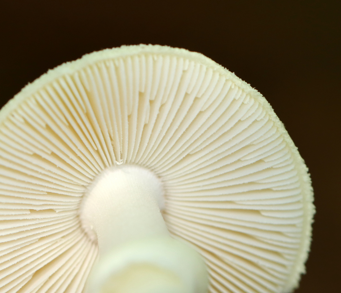 Coker's Lavender Staining Amanita - Amanita lavendula *Tentative ID<br />
<br />
Growing on the ground under the edge of a rotting log; deciduous forest<br />
<figure class="photo"><a href="https://www.jungledragon.com/image/144676/cokers_lavender_staining_amanita_-_amanita_lavendula.html" title="Coker&#039;s Lavender Staining Amanita - Amanita lavendula"><img src="https://s3.amazonaws.com/media.jungledragon.com/images/3232/144676_thumb.jpg?AWSAccessKeyId=05GMT0V3GWVNE7GGM1R2&Expires=1759968010&Signature=DTyOl510lO0FtvXedE%2FxdDJNOXQ%3D" width="200" height="172" alt="Coker&#039;s Lavender Staining Amanita - Amanita lavendula *Tentative ID<br />
<br />
Growing on the ground under the edge of a rotting log; deciduous forest<br />
https://www.jungledragon.com/image/144676/cokers_lavender_staining_amanita_-_amanita_lavendula.html<br />
https://www.jungledragon.com/image/144679/cokers_lavender_staining_amanita_-_amanita_lavendula.html<br />
https://www.jungledragon.com/image/144678/cokers_lavender_staining_amanita_-_amanita_lavendula.html<br />
https://www.jungledragon.com/image/144677/cokers_lavender_staining_amanita_-_amanita_lavendula.html Amanita lavendula,Coker&#039;s Lavender Staining Amanita,Fall,Geotagged,United States" /></a></figure><br />
<figure class="photo"><a href="https://www.jungledragon.com/image/144679/cokers_lavender_staining_amanita_-_amanita_lavendula.html" title="Coker&#039;s Lavender Staining Amanita - Amanita lavendula"><img src="https://s3.amazonaws.com/media.jungledragon.com/images/3232/144679_thumb.jpg?AWSAccessKeyId=05GMT0V3GWVNE7GGM1R2&Expires=1759968010&Signature=QyltSbBw8Ij1Rcy%2BxqyFjwfGhhc%3D" width="200" height="134" alt="Coker&#039;s Lavender Staining Amanita - Amanita lavendula *Tentative ID<br />
<br />
Growing on the ground under the edge of a rotting log; deciduous forest<br />
https://www.jungledragon.com/image/144676/cokers_lavender_staining_amanita_-_amanita_lavendula.html<br />
https://www.jungledragon.com/image/144679/cokers_lavender_staining_amanita_-_amanita_lavendula.html<br />
https://www.jungledragon.com/image/144678/cokers_lavender_staining_amanita_-_amanita_lavendula.html<br />
https://www.jungledragon.com/image/144677/cokers_lavender_staining_amanita_-_amanita_lavendula.html Amanita,Amanita lavendula,Amanita stirps citrina,Coker&#039;s Lavender Staining Amanita,Fall,Geotagged,United States,fungus,mushroom" /></a></figure><br />
<figure class="photo"><a href="https://www.jungledragon.com/image/144678/cokers_lavender_staining_amanita_-_amanita_lavendula.html" title="Coker&#039;s Lavender Staining Amanita - Amanita lavendula"><img src="https://s3.amazonaws.com/media.jungledragon.com/images/3232/144678_thumb.jpg?AWSAccessKeyId=05GMT0V3GWVNE7GGM1R2&Expires=1759968010&Signature=pst%2Ff7dQlNaRtXsWcWRyQ19Wm38%3D" width="200" height="158" alt="Coker&#039;s Lavender Staining Amanita - Amanita lavendula *Tentative ID<br />
<br />
Growing on the ground under the edge of a rotting log; deciduous forest<br />
https://www.jungledragon.com/image/144676/cokers_lavender_staining_amanita_-_amanita_lavendula.html<br />
https://www.jungledragon.com/image/144679/cokers_lavender_staining_amanita_-_amanita_lavendula.html<br />
https://www.jungledragon.com/image/144678/cokers_lavender_staining_amanita_-_amanita_lavendula.html<br />
https://www.jungledragon.com/image/144677/cokers_lavender_staining_amanita_-_amanita_lavendula.html Amanita lavendula,Coker&#039;s Lavender Staining Amanita,Fall,Geotagged,United States" /></a></figure><br />
<figure class="photo"><a href="https://www.jungledragon.com/image/144677/cokers_lavender_staining_amanita_-_amanita_lavendula.html" title="Coker&#039;s Lavender Staining Amanita - Amanita lavendula"><img src="https://s3.amazonaws.com/media.jungledragon.com/images/3232/144677_thumb.jpg?AWSAccessKeyId=05GMT0V3GWVNE7GGM1R2&Expires=1759968010&Signature=nxD2AlON1981VSMvSdcp%2Bk8DcnY%3D" width="134" height="152" alt="Coker&#039;s Lavender Staining Amanita - Amanita lavendula *Tentative ID<br />
<br />
Growing on the ground under the edge of a rotting log; deciduous forest<br />
https://www.jungledragon.com/image/144676/cokers_lavender_staining_amanita_-_amanita_lavendula.html<br />
https://www.jungledragon.com/image/144679/cokers_lavender_staining_amanita_-_amanita_lavendula.html<br />
https://www.jungledragon.com/image/144678/cokers_lavender_staining_amanita_-_amanita_lavendula.html<br />
https://www.jungledragon.com/image/144677/cokers_lavender_staining_amanita_-_amanita_lavendula.html Amanita lavendula,Coker&#039;s Lavender Staining Amanita,Fall,Geotagged,United States" /></a></figure> Amanita lavendula,Coker's Lavender Staining Amanita,Fall,Geotagged,United States