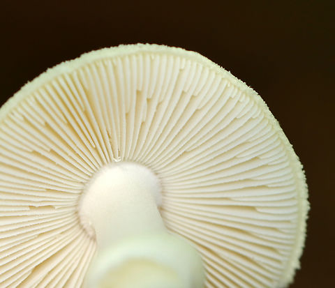 Coker's Lavender Staining Amanita - Amanita lavendula *Tentative ID

Growing on the ground under the edge of a rotting log; deciduous forest
https://www.jungledragon.com/image/144676/cokers_lavender_staining_amanita_-_amanita_lavendula.html
https://www.jungledragon.com/image/144679/cokers_lavender_staining_amanita_-_amanita_lavendula.html
https://www.jungledragon.com/image/144678/cokers_lavender_staining_amanita_-_amanita_lavendula.html
https://www.jungledragon.com/image/144677/cokers_lavender_staining_amanita_-_amanita_lavendula.html Amanita lavendula,Coker's Lavender Staining Amanita,Fall,Geotagged,United States